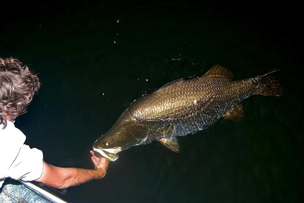 Isaac swims his 123cm barra beside the boat before release… Look at the shoulders on that big girl! © Lee Brake
